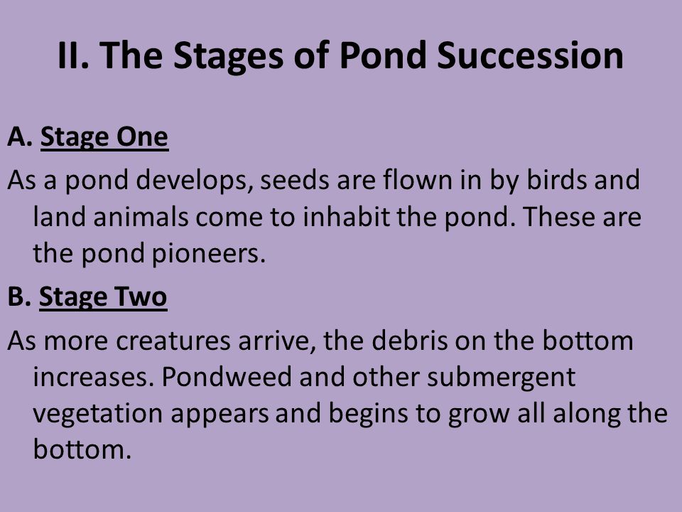 II. The Stages of Pond Succession A.