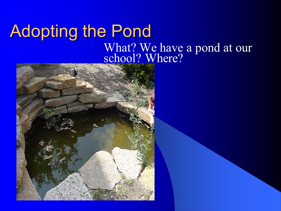 Adopting the Pond What We have a pond at our school Where