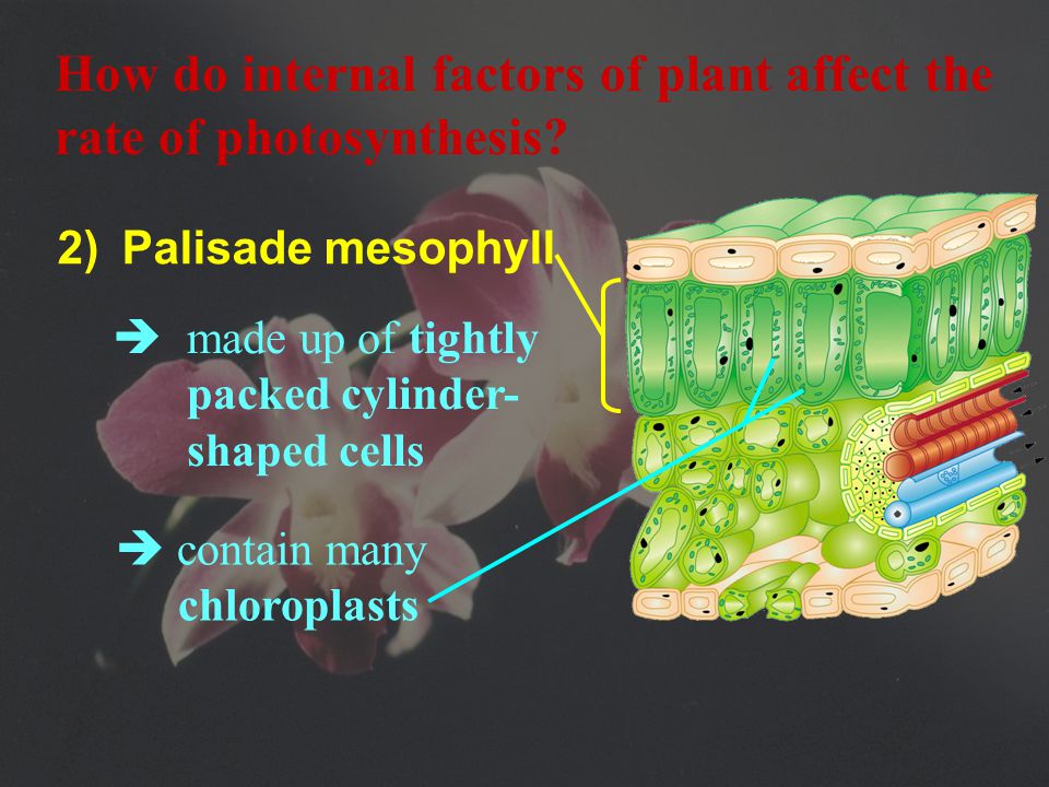 1) mid-rib branches into a network of veins two layers of tissues: palisade mesophyll & spongy mesophyll How do internal factors of plant affect the rate of photosynthesis