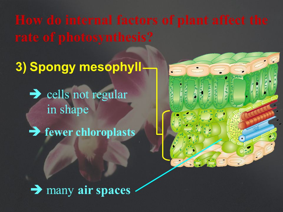 2) Palisade mesophyll  contain many chloroplasts  made up of tightly packed cylinder- shaped cells How do internal factors of plant affect the rate of photosynthesis