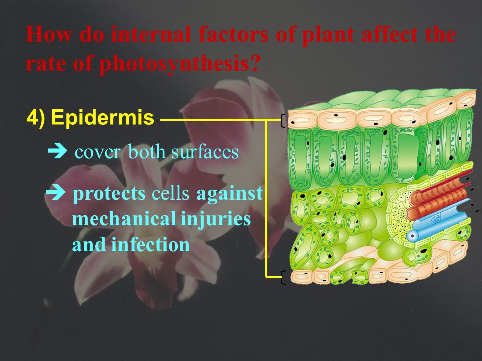 3) Spongy mesophyll  many air spaces  fewer chloroplasts  cells not regular in shape How do internal factors of plant affect the rate of photosynthesis