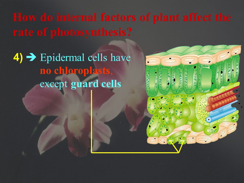 4) Epidermis  protects cells against mechanical injuries and infection  cover both surfaces How do internal factors of plant affect the rate of photosynthesis
