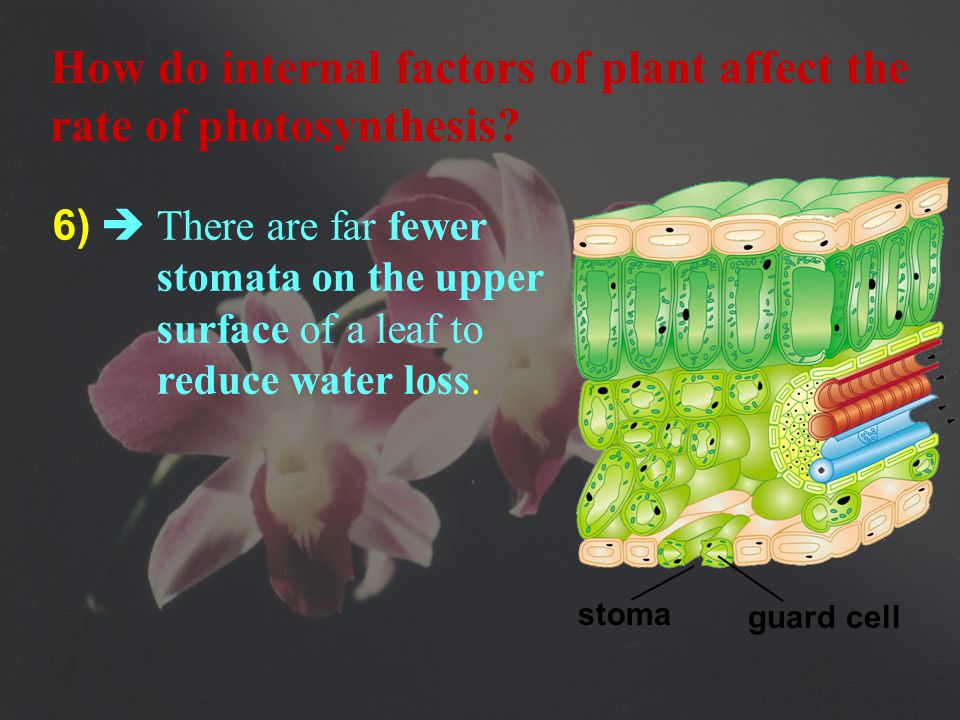 6) Stoma stoma guard cell  guard cells have many chloroplasts  surrounded by guard cells which control the opening and closing of the stoma How do internal factors of plant affect the rate of photosynthesis