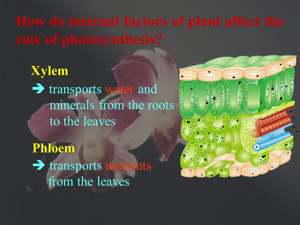 7) Vascular bundles  contains xylem and phloem  for transport solutions containing chemical which plants need.