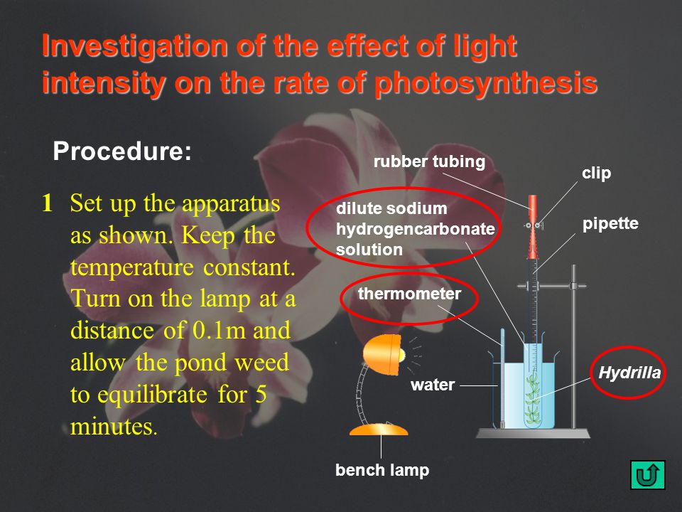 hydrilla photosynthesis