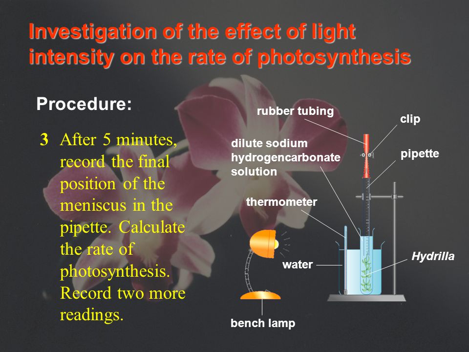 Investigation of the effect of light intensity on the rate of photosynthesis Procedure: bench lamp thermometer water rubber tubing clip pipette dilute sodium hydrogencarbonate solution Hydrilla 2Suck up the solution from the boiling tube.