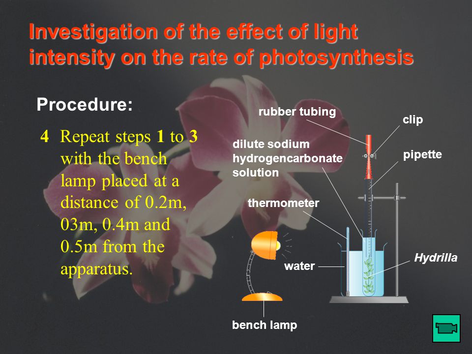 Investigation of the effect of light intensity on the rate of photosynthesis Procedure: bench lamp thermometer water rubber tubing clip pipette dilute sodium hydrogencarbonate solution Hydrilla 3After 5 minutes, record the final position of the meniscus in the pipette.