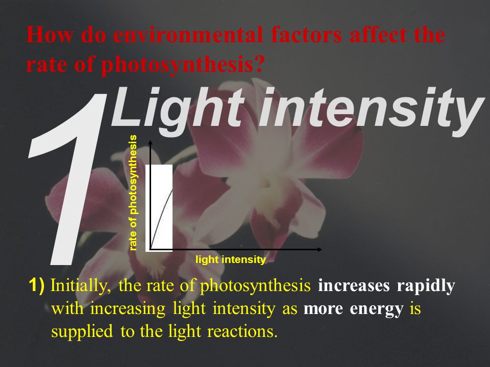 Investigation of the effect of light intensity on the rate of photosynthesis Procedure: bench lamp thermometer water rubber tubing clip pipette dilute sodium hydrogencarbonate solution Hydrilla 4Repeat steps 1 to 3 with the bench lamp placed at a distance of 0.2m, 03m, 0.4m and 0.5m from the apparatus.