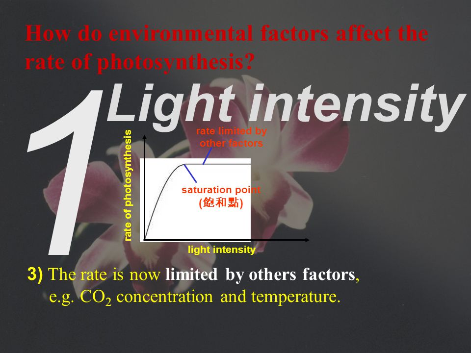 1 Light intensity 2) The increase stops when the light intensity reaches a saturation point.