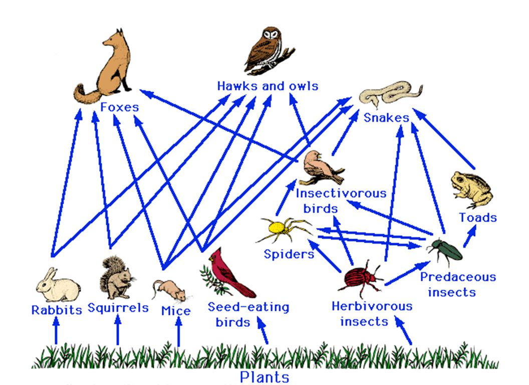 Большим разнообразием видов разнообразными цепями питания. Пищевые цепи и сети. Цепь питания сеть питания. Трофические связи сети питания. Схема трофической цепи.
