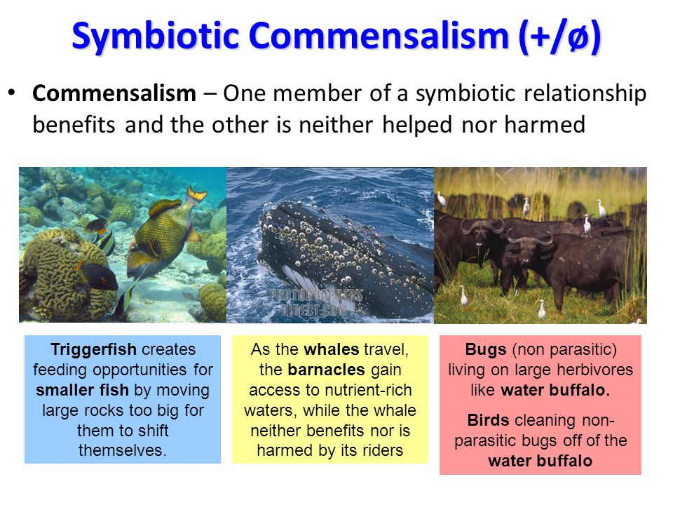 A Biological Community Is A Collection Of Populations Of Different