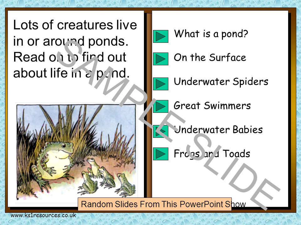 Life in a Pond Dusty thought his friends would be very interested in ponds so he sent them a report.