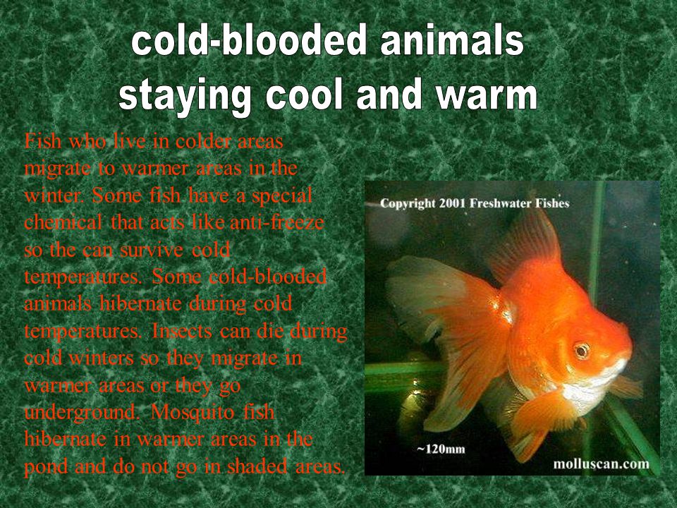 Cold-blooded animals take on the temperature of their surroundings. That  means when their environment is cold their body temperature is cold. For  example. - ppt download