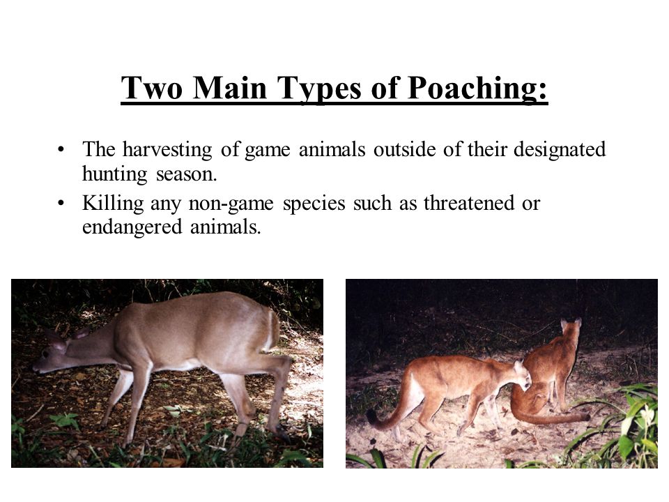 Poaching in the United States. Definition: Poaching is the hunting and  killing of any animal illegally. - ppt download