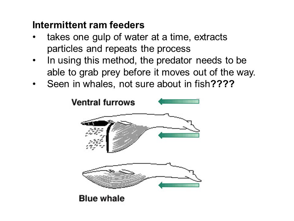 Planktivory. Suspension feeders: Animals that process large quantities of  water through a feeding apparatus (gill rakers, baleen). Gill rakers trap  particles. - ppt download