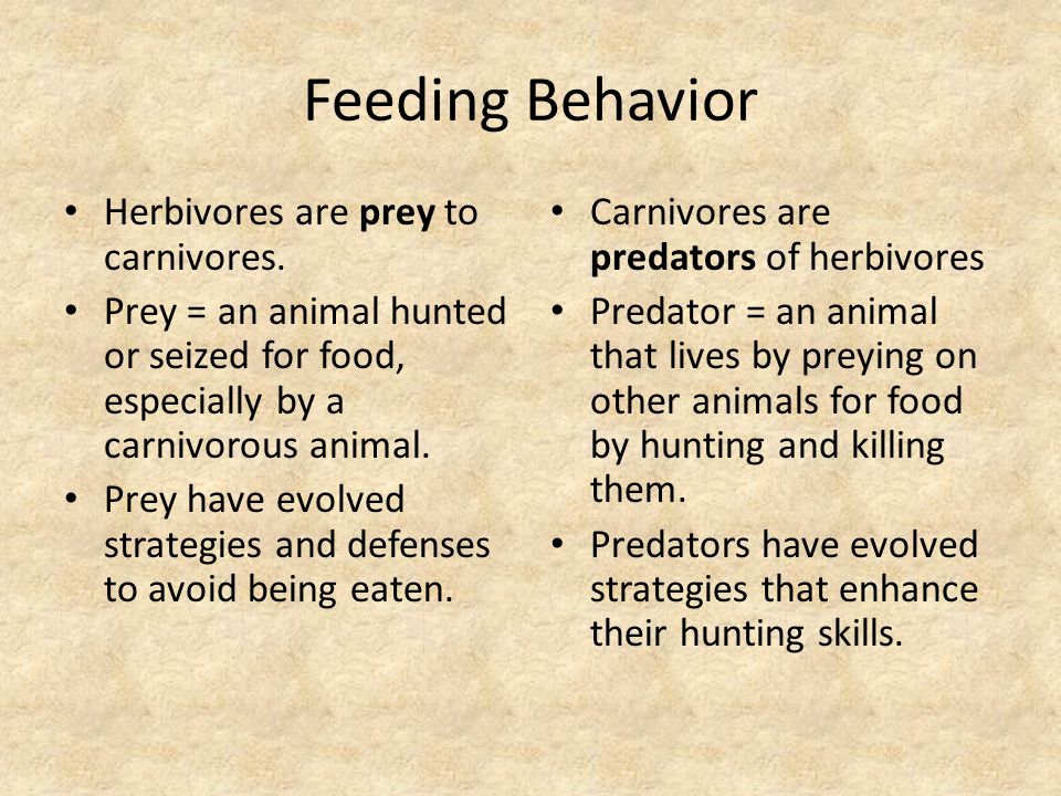 Feeding Behavior Forage – to look for food – Herbivore – Carnivore –  Omnivore. - ppt download