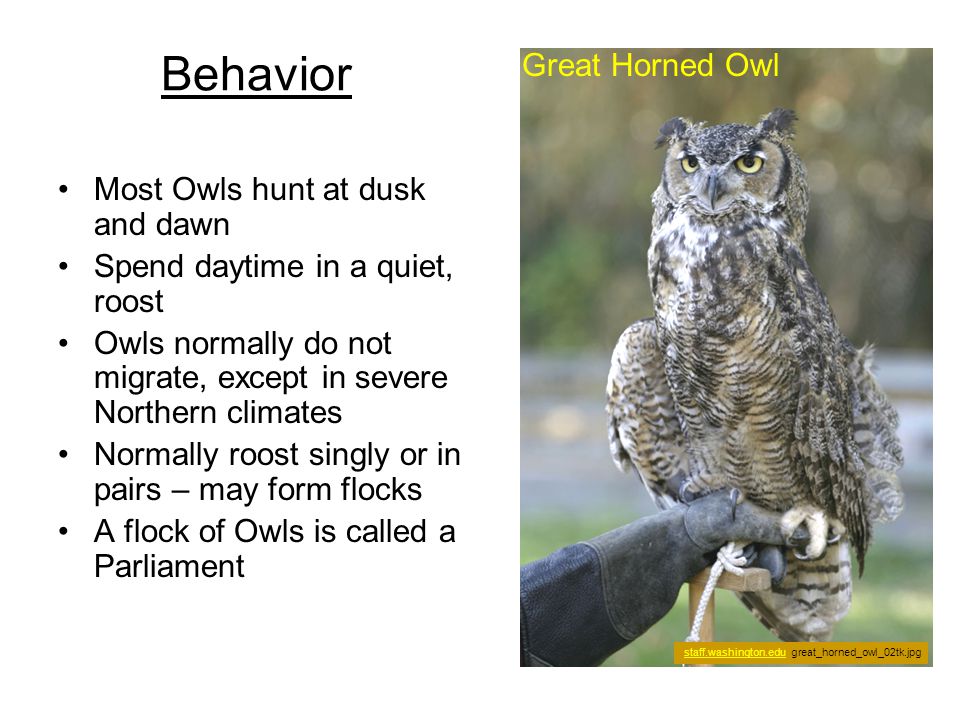 What animals do owls hunt at night — photo 2