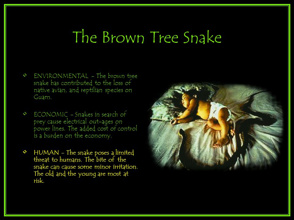 Development Of A Rapid Response Initiative For Brown Tree Snakes