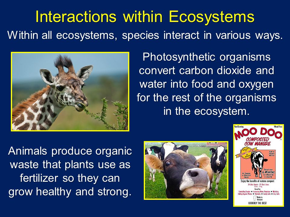 Species Interactions Clarifying Objective Explain various ways organisms  interact with each other including predation, competition, parasitism, and.  - ppt download