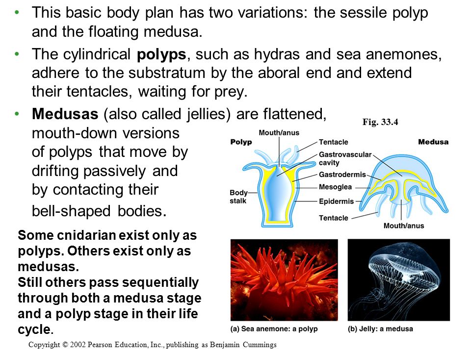 This basic body plan has two variations: the sessile polyp and the floating medusa.