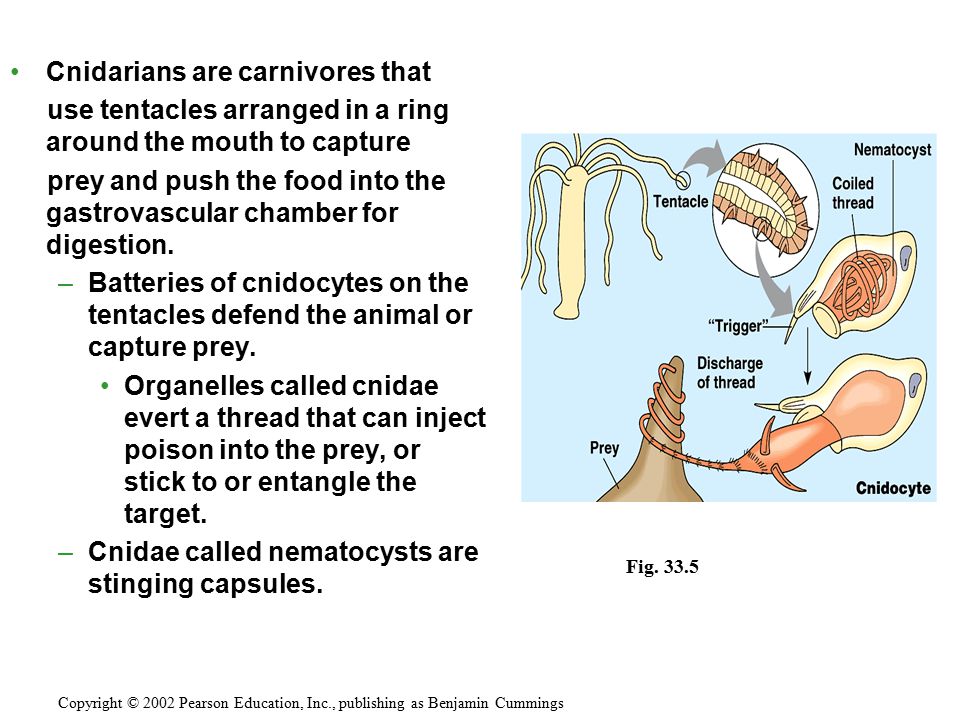 Cnidarians are carnivores that use tentacles arranged in a ring around the mouth to capture prey and push the food into the gastrovascular chamber for digestion.