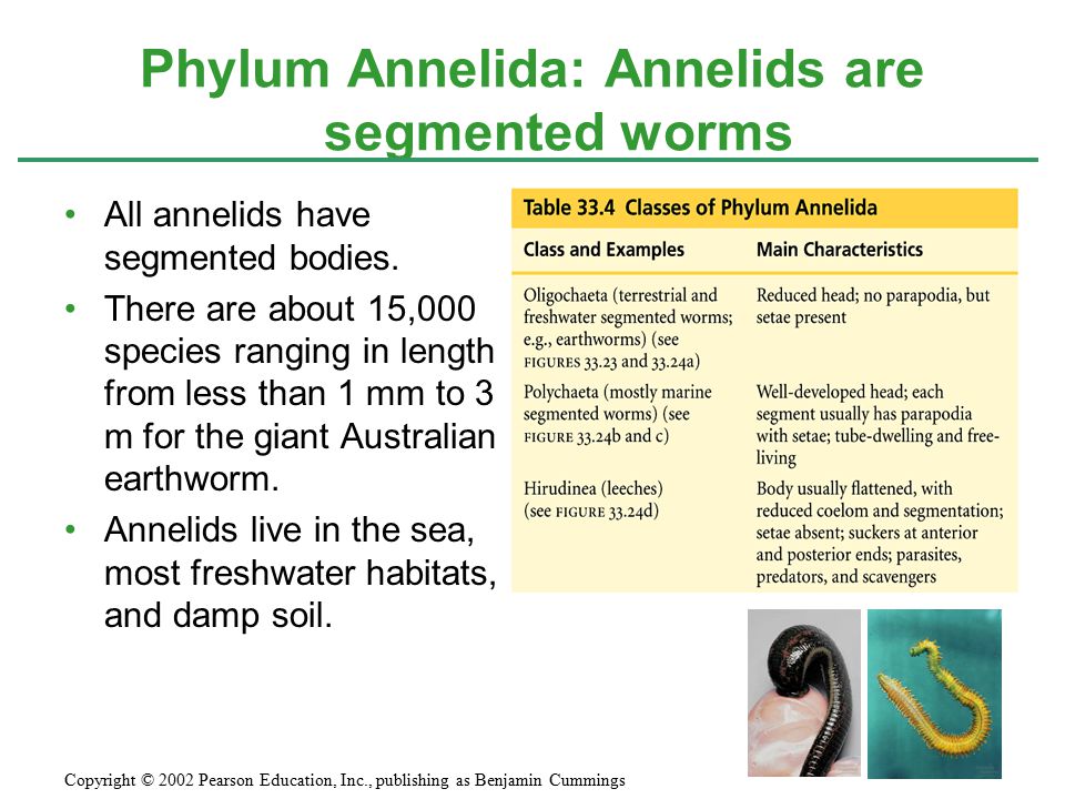 Phylum Annelida: Annelids are segmented worms All annelids have segmented bodies.