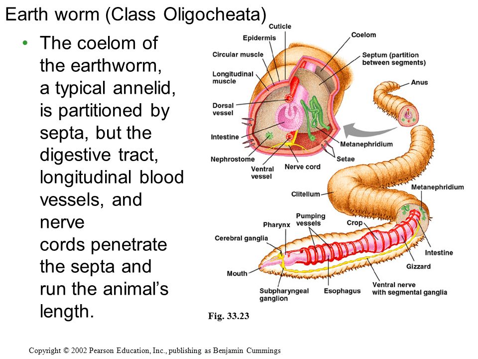 The coelom of the earthworm, a typical annelid, is partitioned by septa, but the digestive tract, longitudinal blood vessels, and nerve cords penetrate the septa and run the animal’s length.