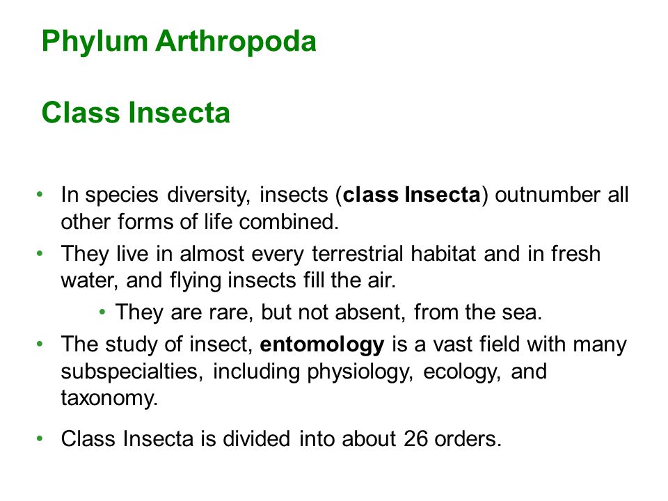 In species diversity, insects (class Insecta) outnumber all other forms of life combined.