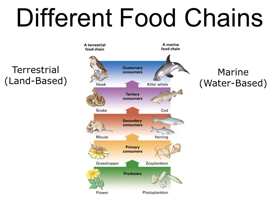 land food chains