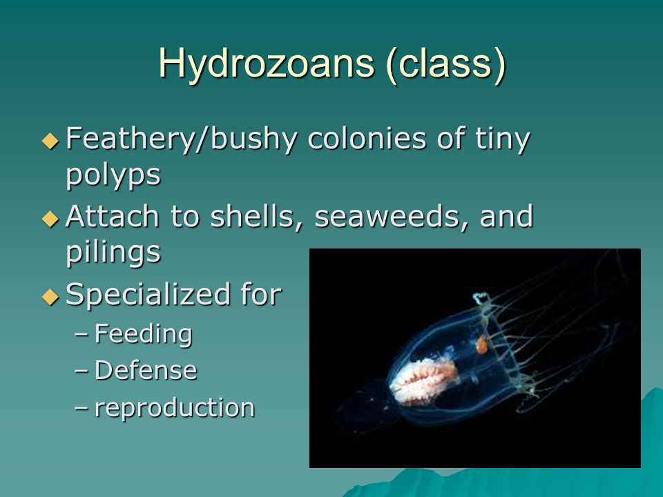 Hydrozoans (class)  Feathery/bushy colonies of tiny polyps  Attach to shells, seaweeds, and pilings  Specialized for –Feeding –Defense –reproduction