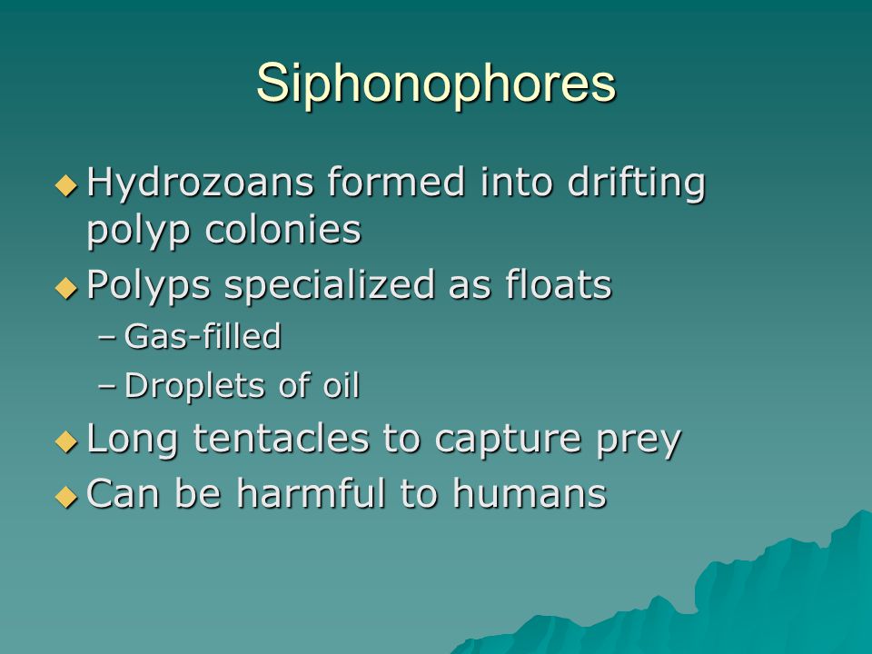 Siphonophores  Hydrozoans formed into drifting polyp colonies  Polyps specialized as floats –Gas-filled –Droplets of oil  Long tentacles to capture prey  Can be harmful to humans