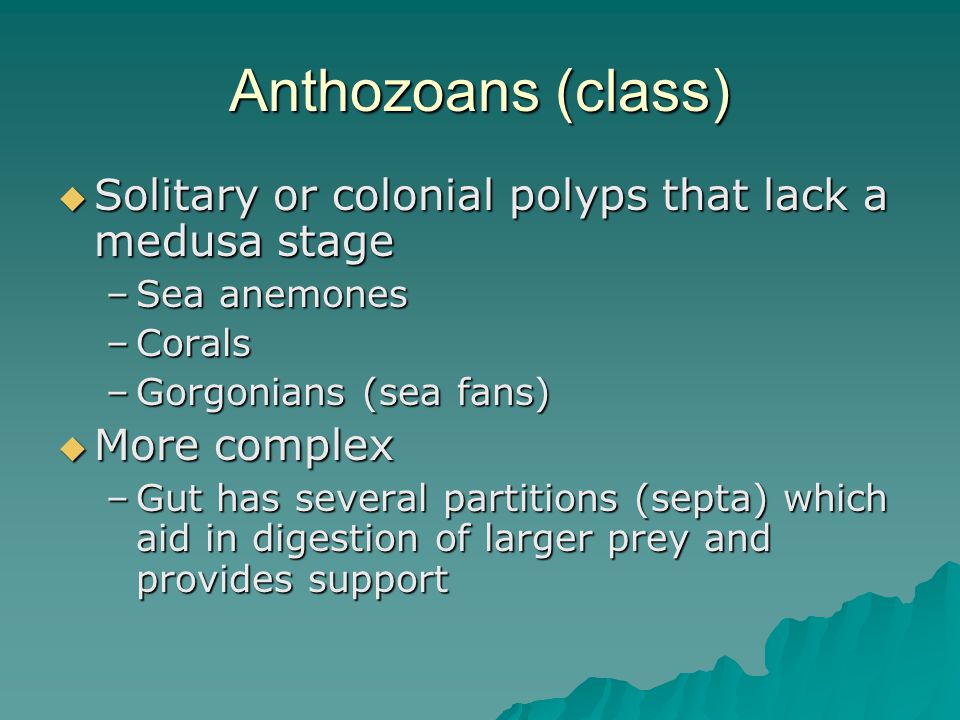 Anthozoans (class)  Solitary or colonial polyps that lack a medusa stage –Sea anemones –Corals –Gorgonians (sea fans)  More complex –Gut has several partitions (septa) which aid in digestion of larger prey and provides support