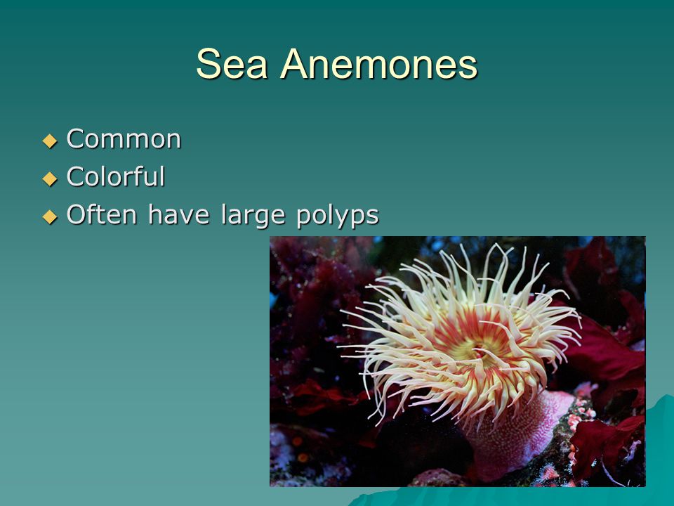 Sea Anemones  Common  Colorful  Often have large polyps