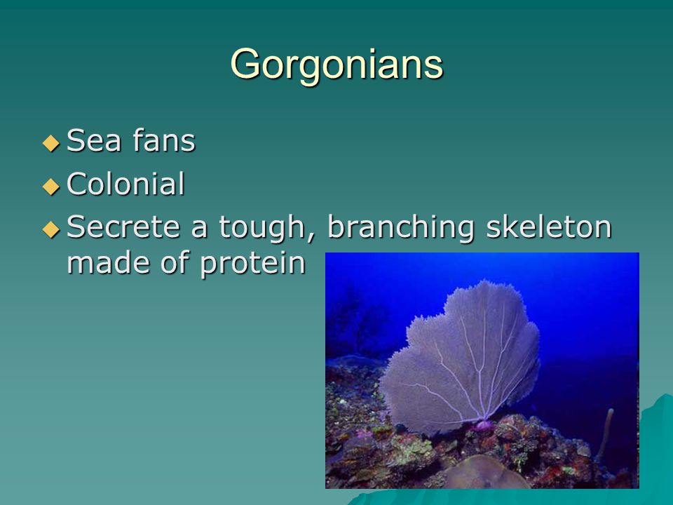 Gorgonians  Sea fans  Colonial  Secrete a tough, branching skeleton made of protein