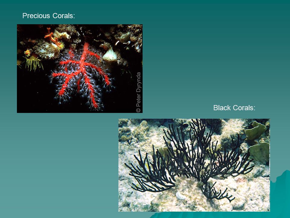 Precious Corals: Black Corals: