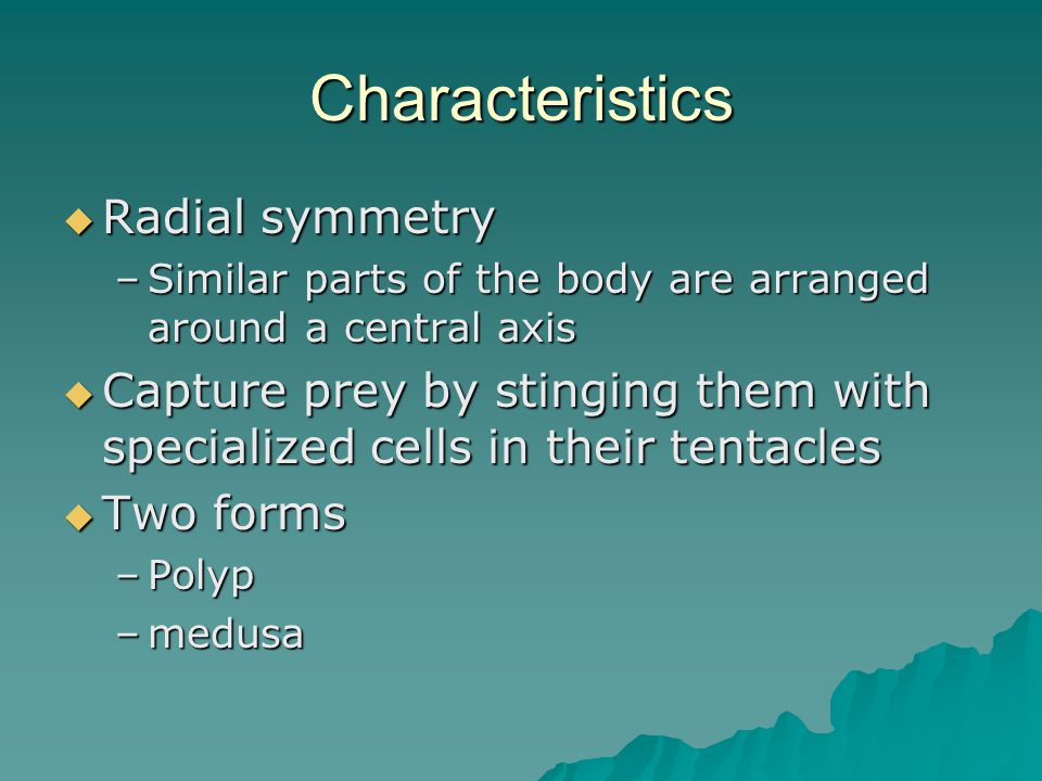 Characteristics  Radial symmetry –Similar parts of the body are arranged around a central axis  Capture prey by stinging them with specialized cells in their tentacles  Two forms –Polyp –medusa