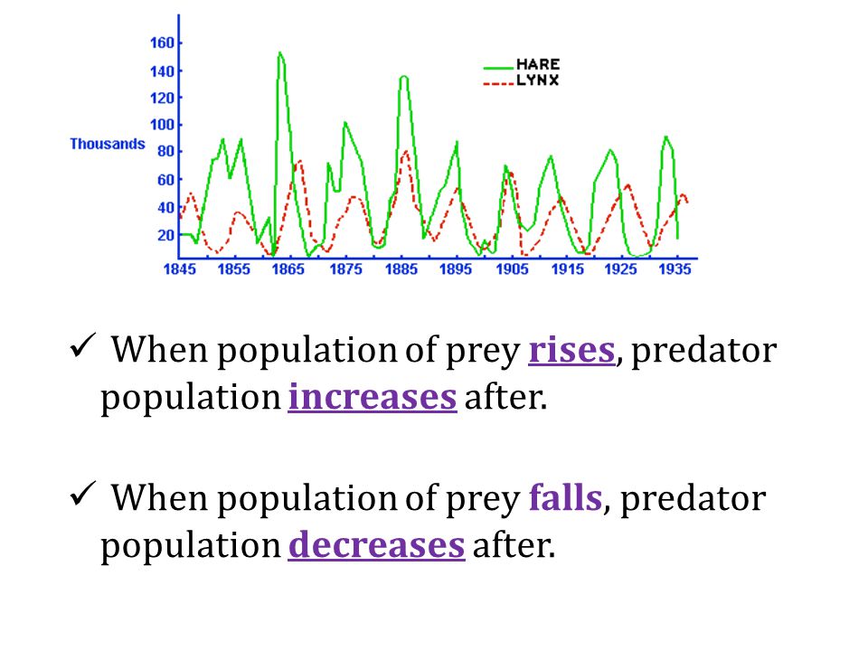 When population of prey rises, predator population increases after.