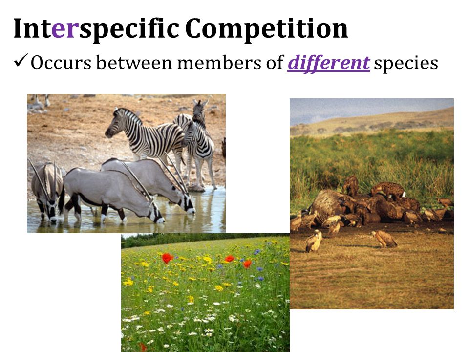 Interspecific Competition Occurs between members of different species