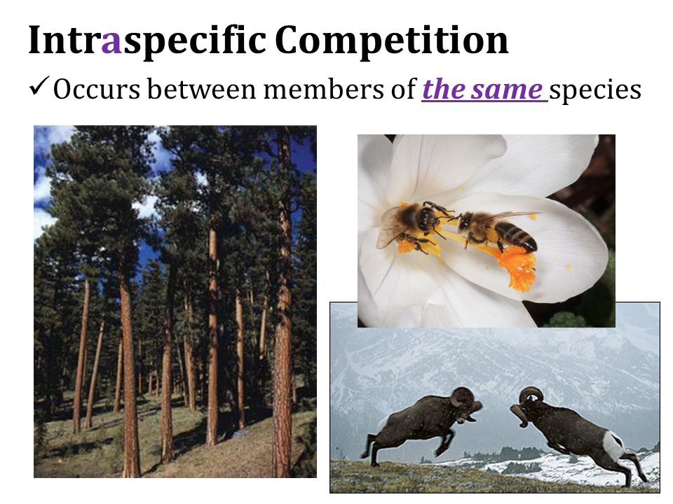 Intraspecific Competition Occurs between members of the same species