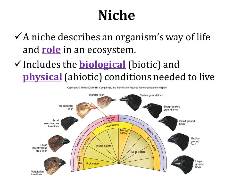 Niche A niche describes an organism’s way of life and role in an ecosystem.
