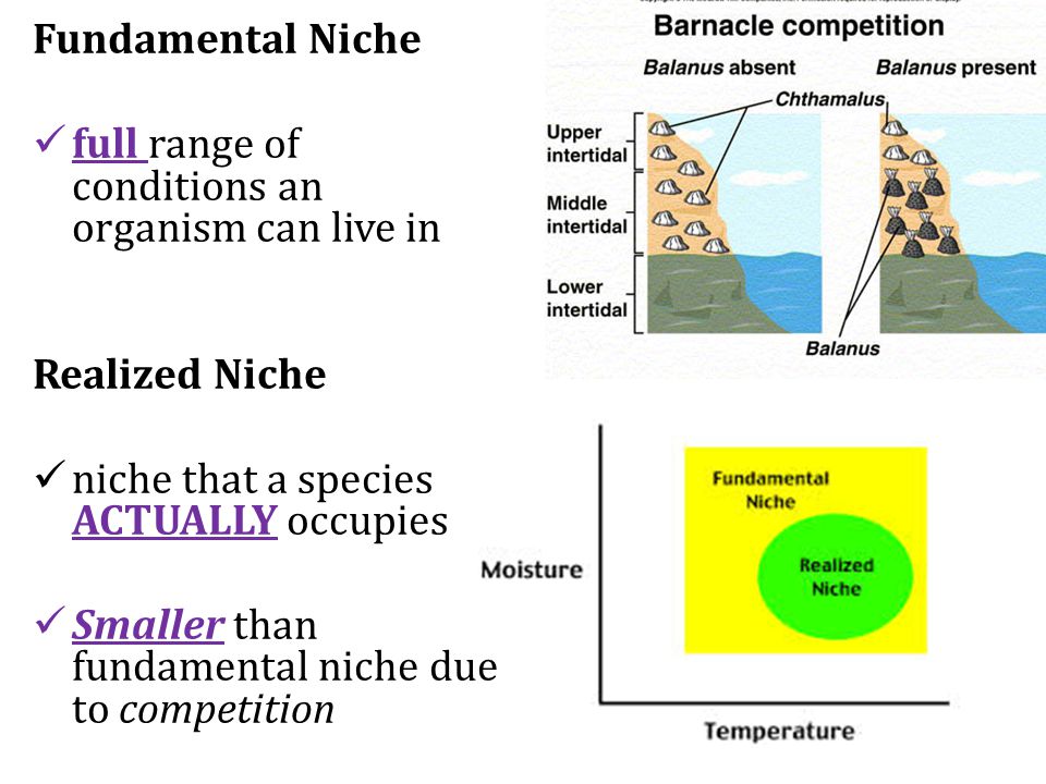 Fundamental Niche full range of conditions an organism can live in Realized Niche niche that a species ACTUALLY occupies Smaller than fundamental niche due to competition