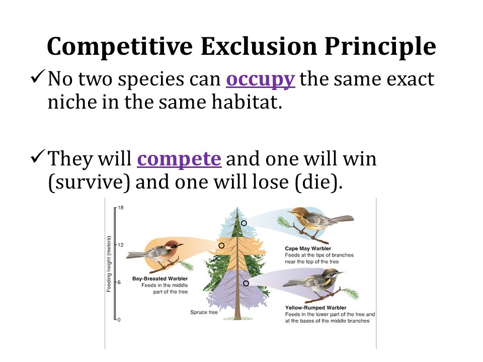 Competitive Exclusion Principle No two species can occupy the same exact niche in the same habitat.