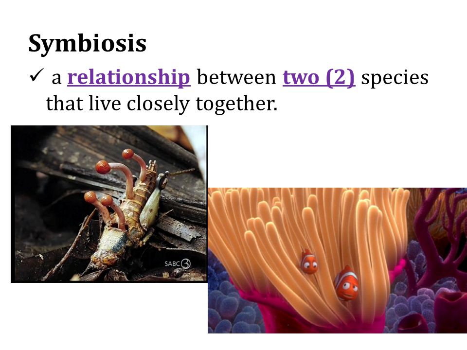 Symbiosis a relationship between two (2) species that live closely together.