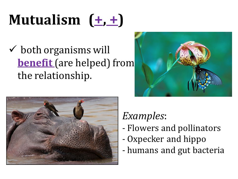 Mutualism both organisms will benefit (are helped) from the relationship.