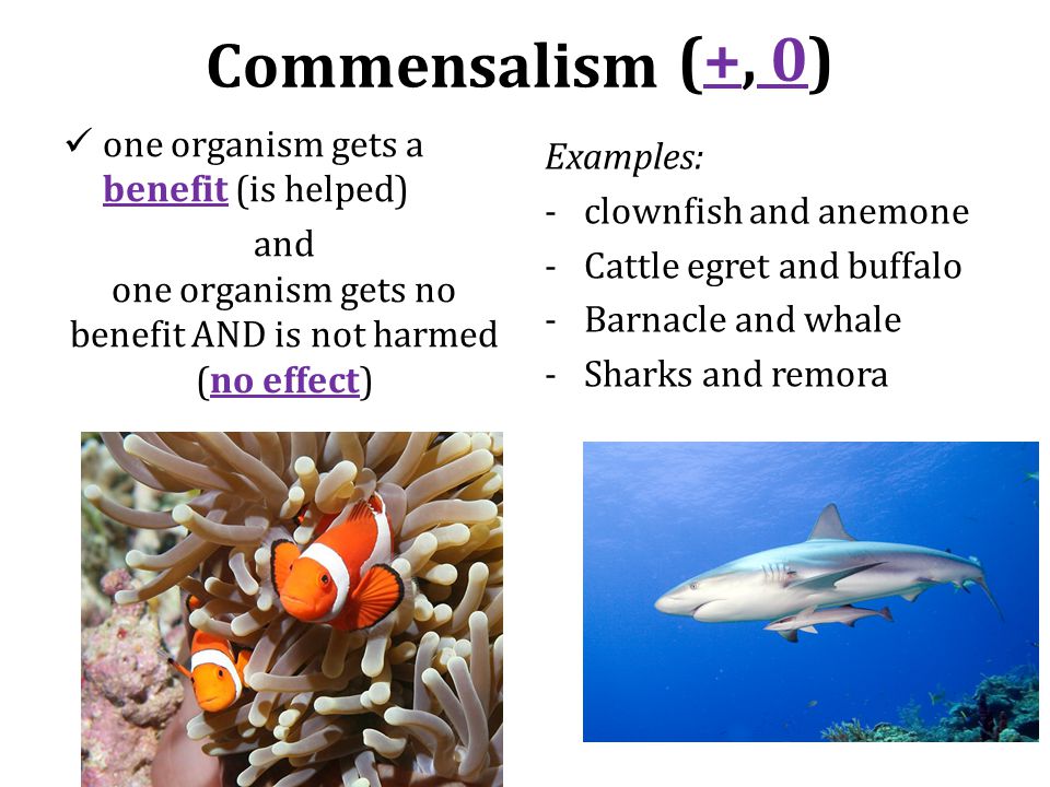 Commensalism one organism gets a benefit (is helped) and one organism gets no benefit AND is not harmed (no effect) Examples: -clownfish and anemone -Cattle egret and buffalo -Barnacle and whale -Sharks and remora (+, 0)