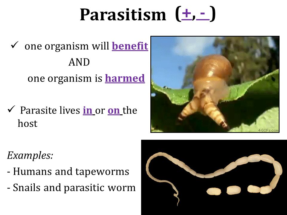 Parasitism one organism will benefit AND one organism is harmed Parasite lives in or on the host Examples: - Humans and tapeworms - Snails and parasitic worm (+, - )