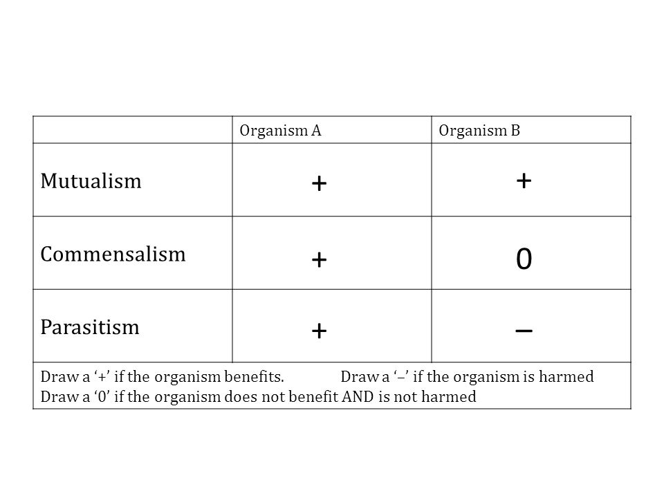 Organism AOrganism B Mutualism Commensalism Parasitism Draw a ‘+’ if the organism benefits.