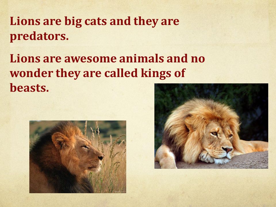 Lions are big cats and they are predators.