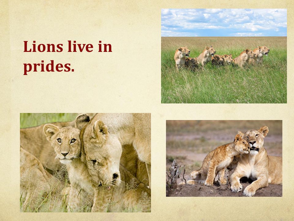 Lions live in prides.