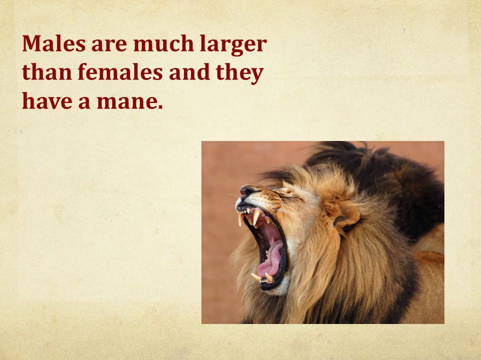 Males are much larger than females and they have a mane.